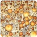 Псилоцибиновые (галлюциногенные)  грибы Psilocybin "Golden Teacher" в Перми