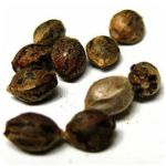 Семена марихуаны АК-47  (Seeds AK-47) в Перми